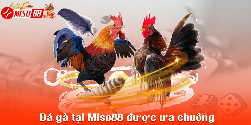 Đá gà tại Miso88 được ưa chuộng